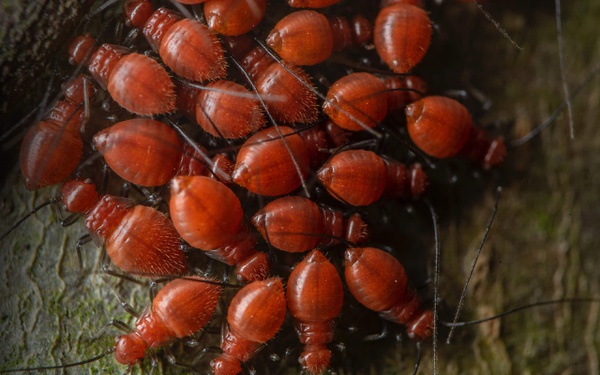 A collection of two million insects - Forensic Science - University of ...